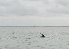 Captiva042018-7869  Kayaking around Buck Key. Started South along Roosevelt Channel, then went all the way around the far side. Tide coming in, strong wind from the South : 2018, Buck Key, Captiva, Kayaking