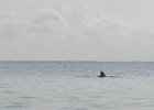 Captiva042018-7942  Kayaking around Buck Key. Started around the North tip of Buck,, South along the far side and then back up Roosevelt Channel,  The tide was coming in, the wind was from the south and the water was very smooth. : 2018, Buck Key, Captiva, Kayaking
