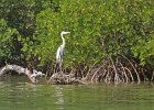 Captiva042018-7959  Kayaking around Buck Key. Started around the North tip of Buck,, South along the far side and then back up Roosevelt Channel,  The tide was coming in, the wind was from the south and the water was very smooth. : 2018, Buck Key, Captiva, Kayaking