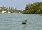 Captiva042018-7997  Kayaking around Buck Key. Started around the North tip of Buck,, South along the far side and then back up Roosevelt Channel,  The tide was coming in, the wind was from the south and the water was very smooth. : 2018, Buck Key, Captiva, Kayaking