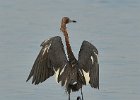 Redish Egret, Ding Darling  Redish Egret, Wildlife Dr, DIng Darling Nature Preserve : 2018, 500mm, 500mm f/4.0, Captiva, Ding Darling, Redish Egret, Sanibel