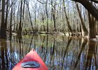 DSC 7680  Kayaking Cedar Creek in the Congaree National Park : 2018, Cedar Creek, Columbia, Congaree National Park, Kayaking, SC, South Carolina