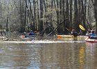 DSC 7695  Kayaking Cedar Creek in the Congaree National Park : 2018, Cedar Creek, Columbia, Congaree National Park, Kayaking, SC, South Carolina