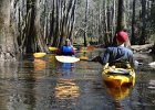 DSC 7703  Kayaking Cedar Creek in the Congaree National Park : 2018, Cedar Creek, Columbia, Congaree National Park, Kayaking, SC, South Carolina
