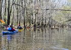 DSC 7716  Kayaking Cedar Creek in the Congaree National Park : 2018, Cedar Creek, Columbia, Congaree National Park, Kayaking, SC, South Carolina