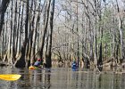 DSC 7719  Kayaking Cedar Creek in the Congaree National Park : 2018, Cedar Creek, Columbia, Congaree National Park, Kayaking, SC, South Carolina