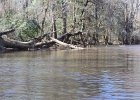DSC 7721  Kayaking Cedar Creek in the Congaree National Park : 2018, Cedar Creek, Columbia, Congaree National Park, Kayaking, SC, South Carolina