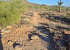 Lost Dog Wash  Branched-off going North on the Ringtail Trail, Hike Lost Dog Wash Trail, Sonoran Desert, McDowell Mountains : 2018, AZ, Arizona, Hiking, Lost Dog Wash Trail, McDowell Mountain area, Phoenix, Ringtail Trail, Sonoran Desert