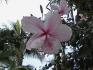 hibiscus from Captiva