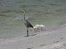 Great Blue Heron and Ibis