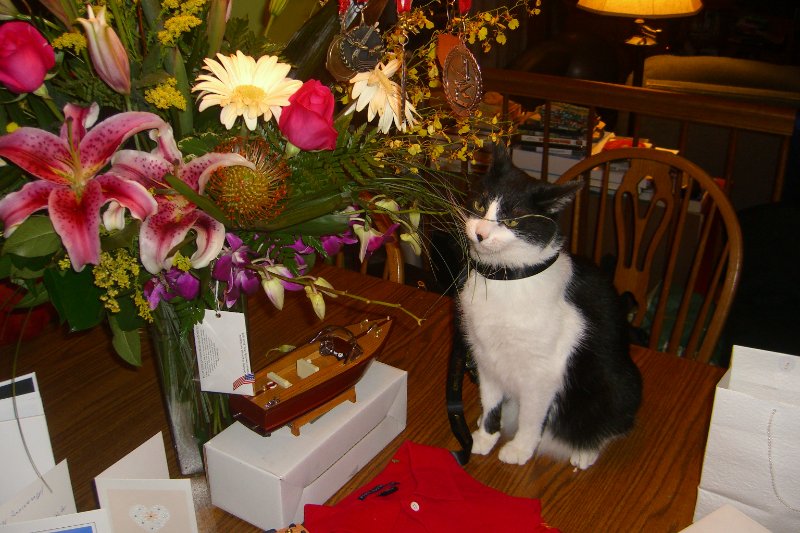 CIMG8432.JPG - Anniversary Flowers and Kitty