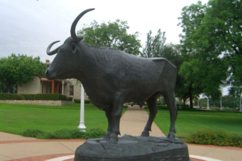 CIMG8028.JPG - The Texas Longhorn