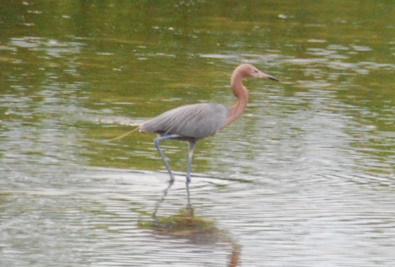 DSC_0004-1.JPG - Ding Darling -- Reddish Egret