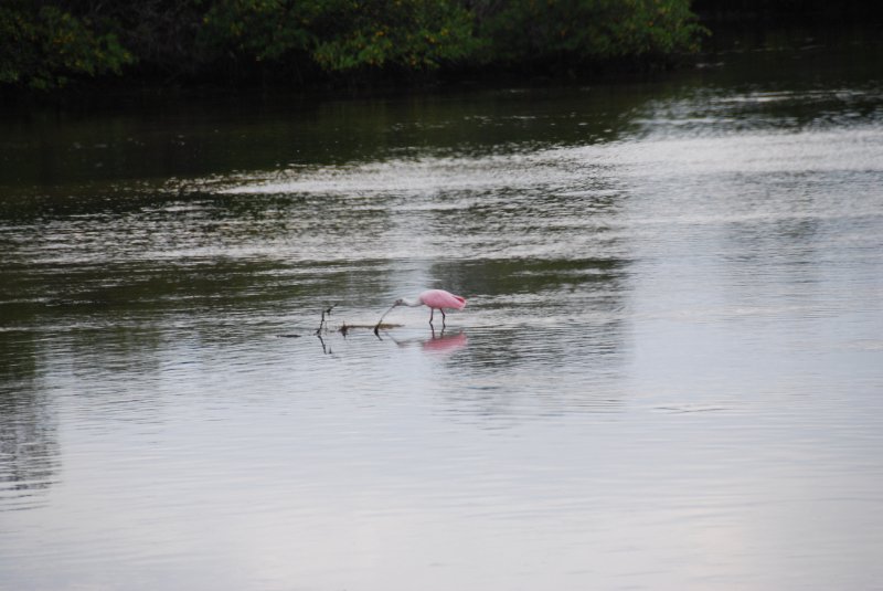 DSC_0006-1.JPG - Ding Darling -- Roseate Spoonbill