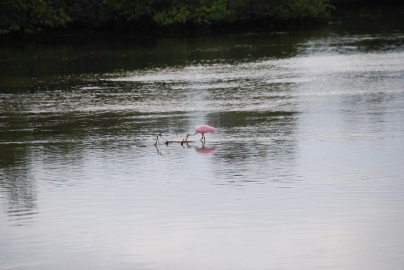 DSC_0007-1.JPG - Ding Darling -- Roseate Spoonbill