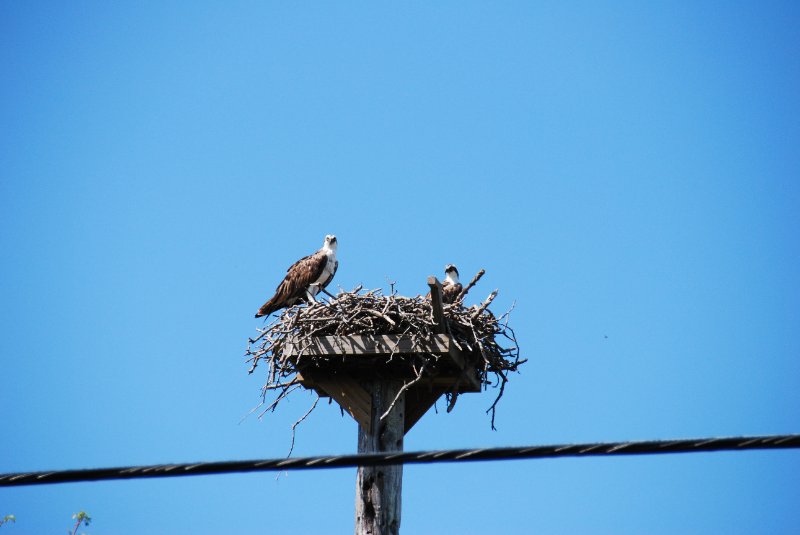 DSC_0007.JPG - Ding Darling -- Osprey