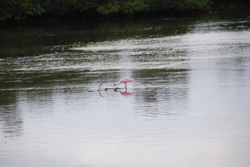 DSC_0008-1.JPG - Ding Darling -- Roseate Spoonbill