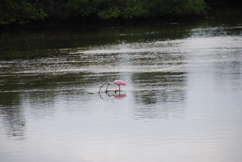 DSC_0009-1.JPG - Ding Darling -- Roseate Spoonbill