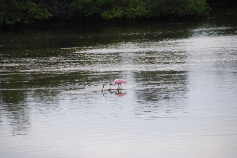 DSC_0010-1.JPG - Ding Darling -- Roseate Spoonbill