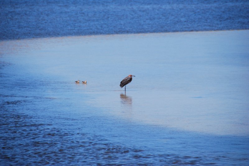 DSC_0010.JPG - Ding Darling -- Reddish Egret