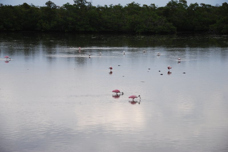 DSC_0011-1.JPG - Ding Darling -- Roseate Spoonbill