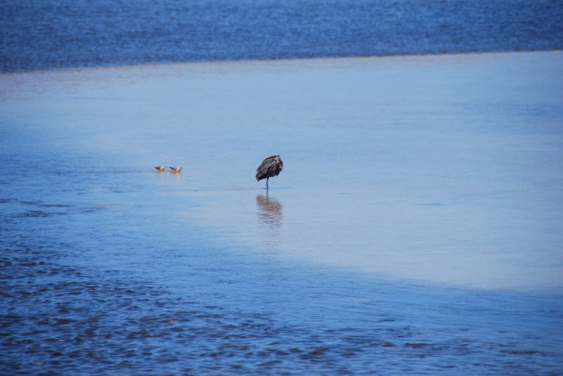 DSC_0011.JPG - Ding Darling -- Reddish Egret