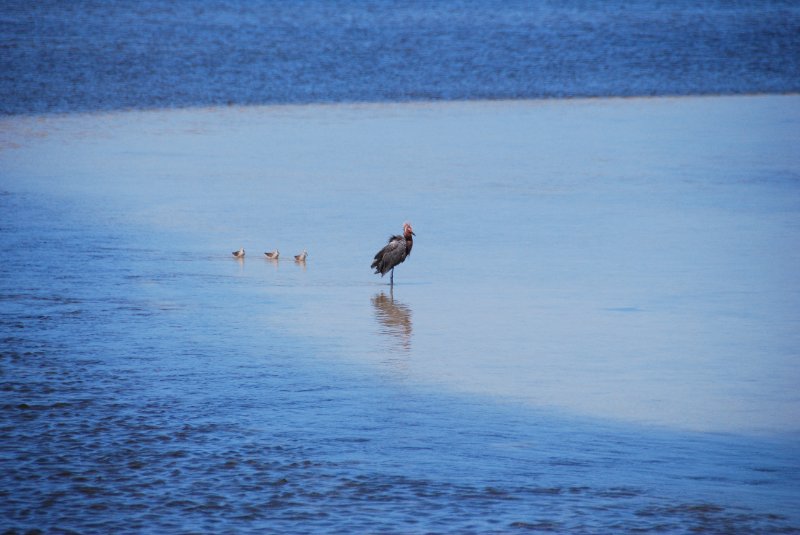 DSC_0012.JPG - Ding Darling -- Reddish Egret