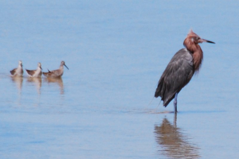 DSC_0013.JPG - Ding Darling -- Reddish Egret