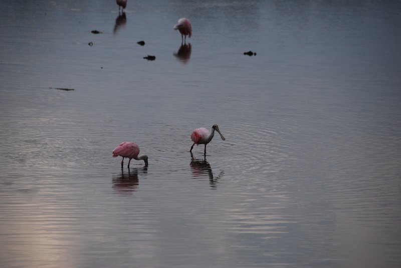 DSC_0015-1.JPG - Ding Darling -- Roseate Spoonbill