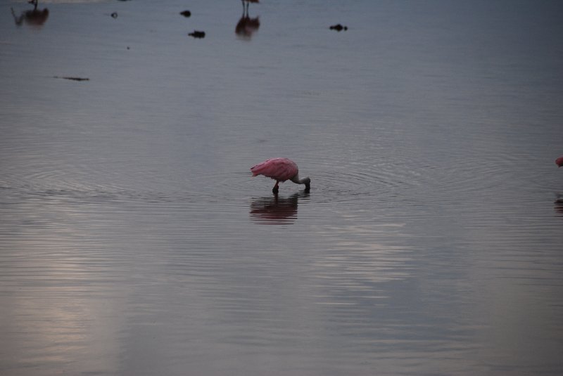 DSC_0017-1.JPG - Ding Darling -- Roseate Spoonbill