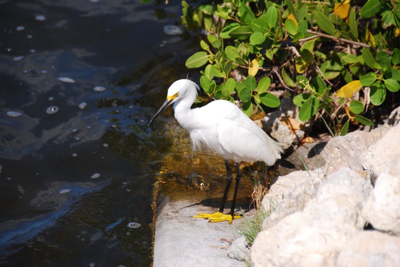 DSC_0018.JPG - Ding Darling -- Snowy Egret