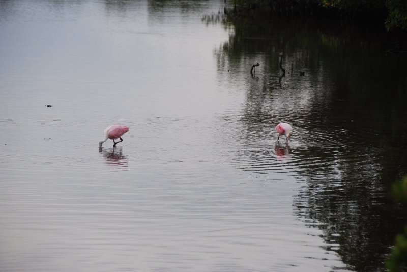 DSC_0019-1.JPG - Ding Darling -- Roseate Spoonbill