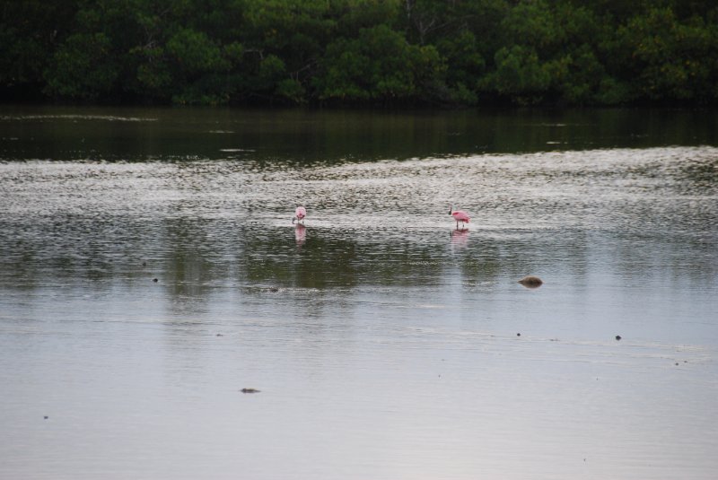 DSC_0020-1.JPG - Ding Darling -- Roseate Spoonbill