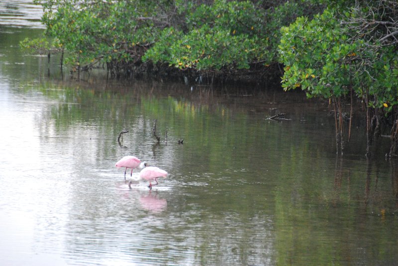 DSC_0021-1.JPG - Ding Darling -- Roseate Spoonbill