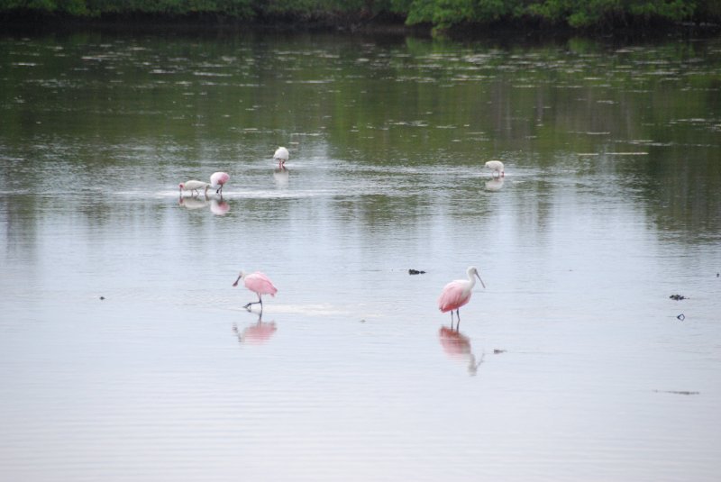 DSC_0023-1.JPG - Ding Darling -- Roseate Spoonbill