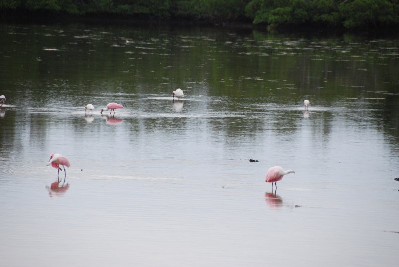 DSC_0024-1.JPG - Ding Darling -- Roseate Spoonbill