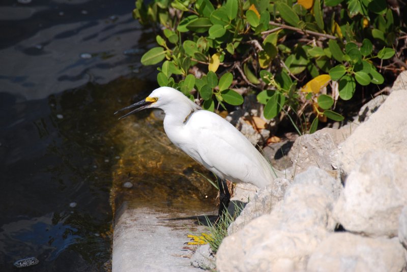 DSC_0025.JPG - Ding Darling -- Snowy Egret