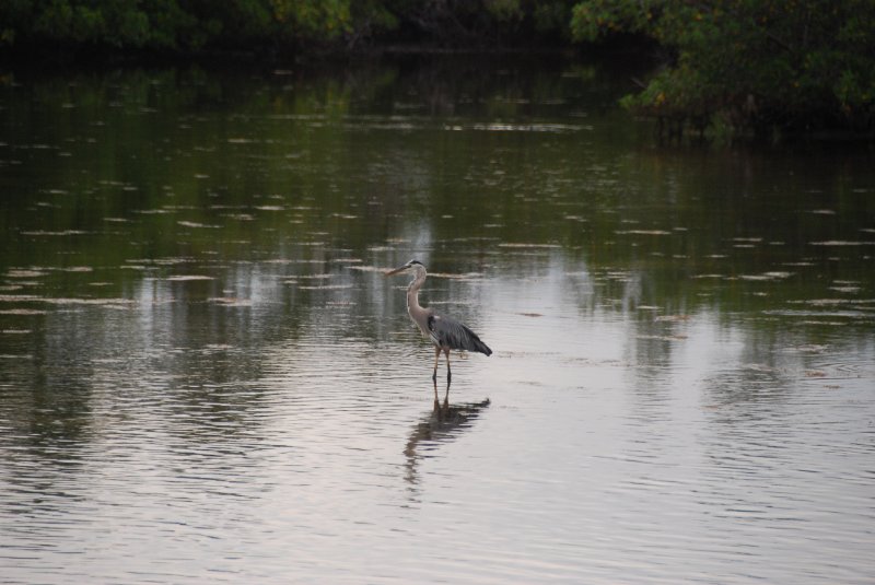 DSC_0026-1.JPG - Lands End - Great Blue Heron