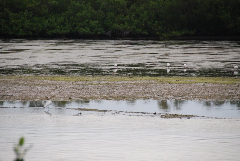 DSC_0029-1.JPG - Ding Darling -- Roseate Spoonbill