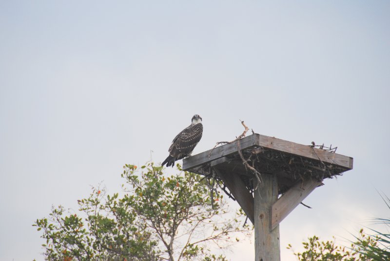 DSC_0032-1.JPG - Ding Darling -- Osprey