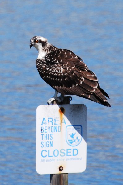 DSC_0032.JPG - Ding Darling -- Osprey