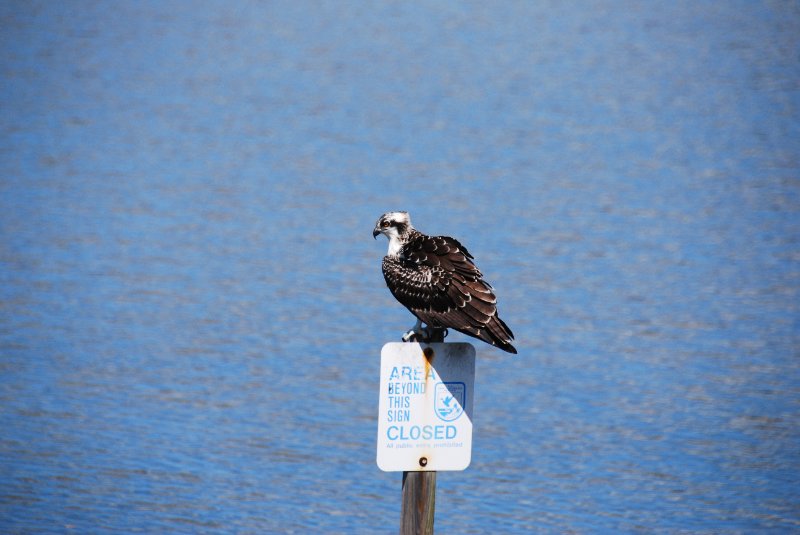 DSC_0033.JPG - Ding Darling -- Osprey