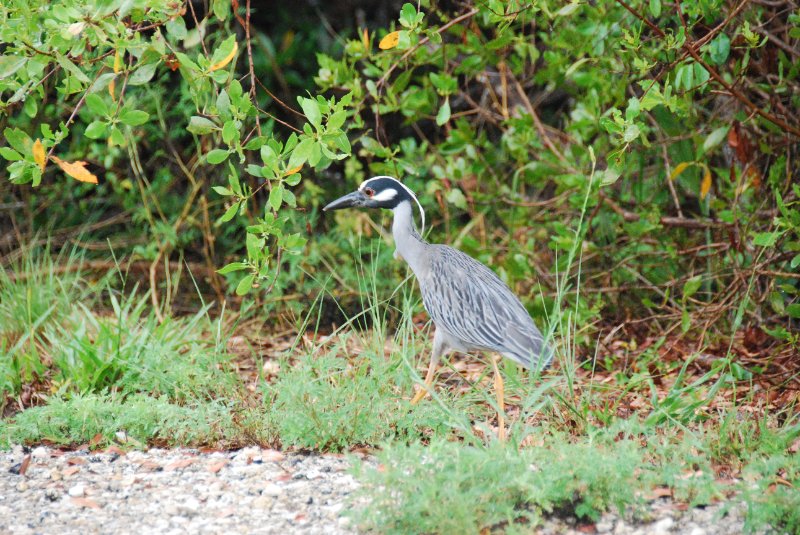 DSC_0036-1.JPG - Ding Darling -- Yellow Crown Night Heron