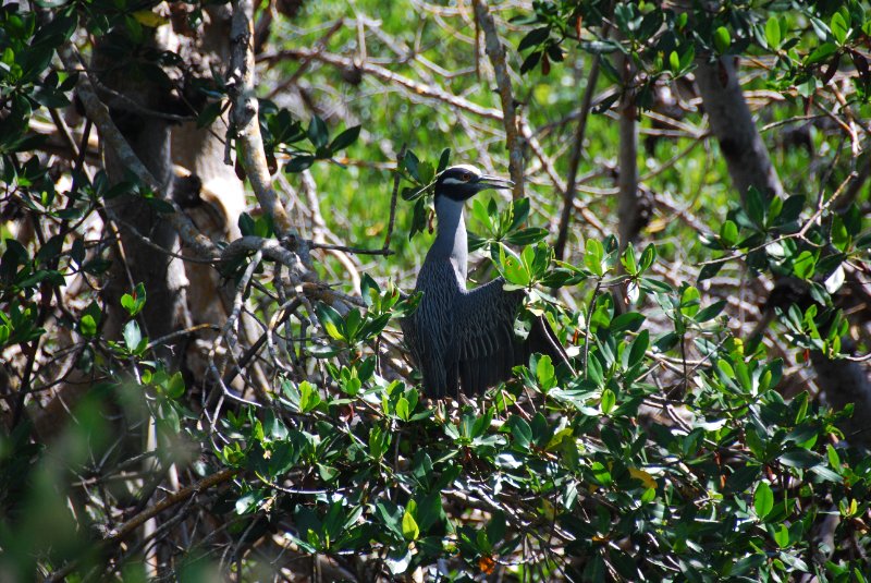 DSC_0036.JPG - Ding Darling -- Yellow Crown Night Heron