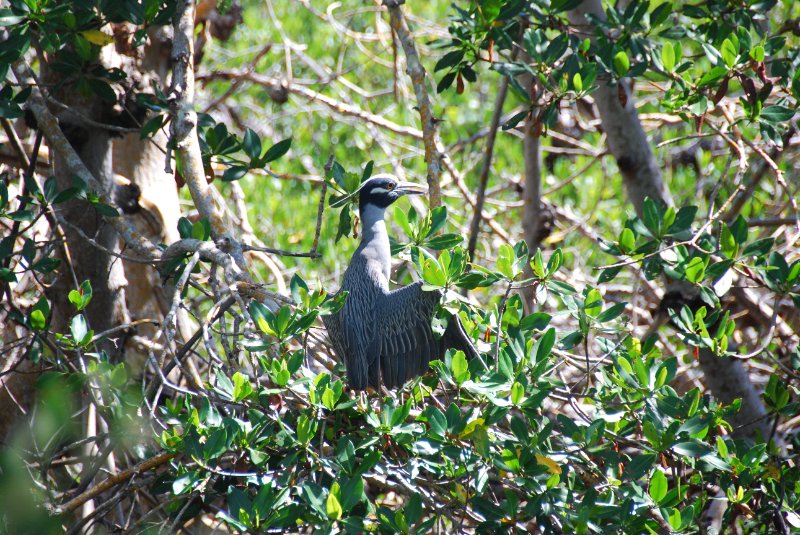 DSC_0039.JPG - Ding Darling -- Yellow Crown Night Heron