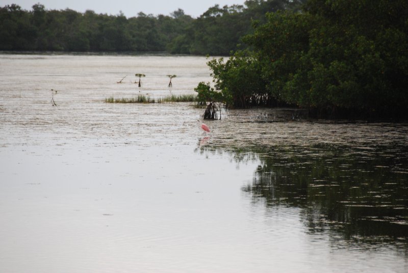 DSC_0050-1.JPG - Ding Darling -- Roseate Spoonbill