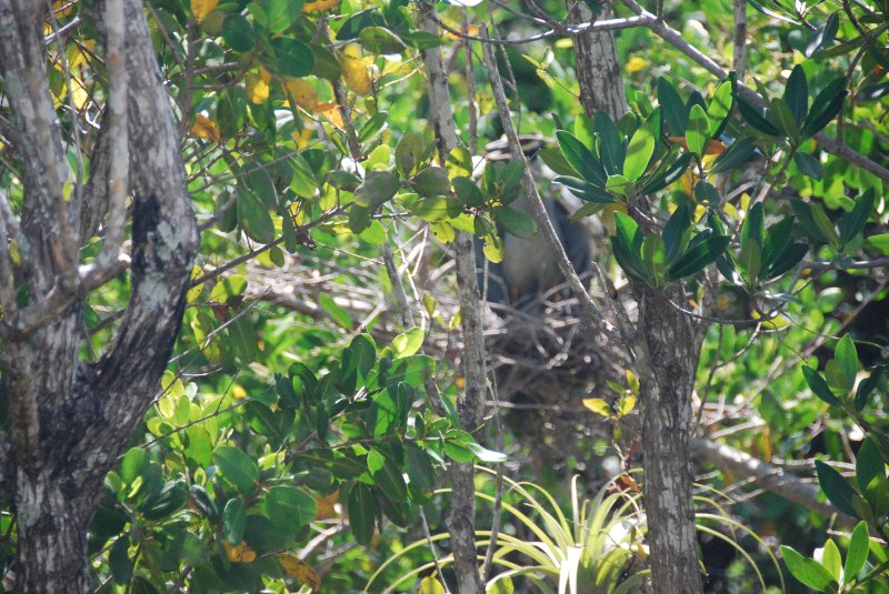 DSC_0055-1.JPG - Ding Darling -- Yellow Crown Night Heron