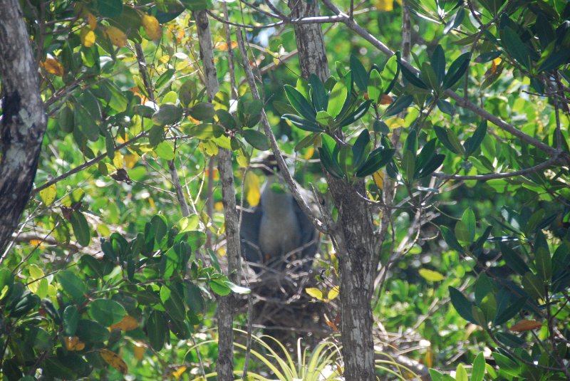 DSC_0056-1.JPG - Ding Darling -- Yellow Crown Night Heron