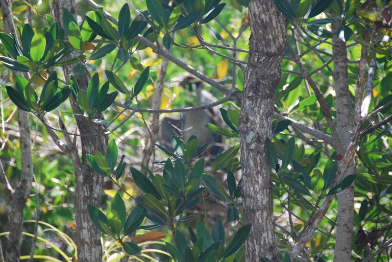 DSC_0057-1.JPG - Ding Darling -- Yellow Crown Night Heron