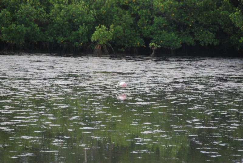 DSC_0057-2.JPG - Ding Darling -- Roseate Spoonbill